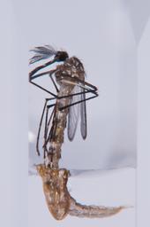 Eine Stechmücke in Nahaufnahme