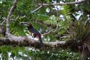 tropical bird