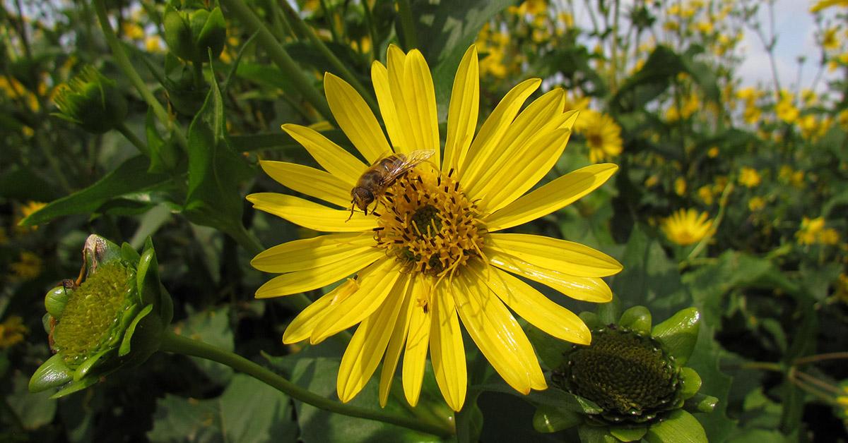 Foto einer Blüte der Durchwachsenen Silphie
