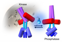 Grafik der unterseuchten Sensorhistidinkinase