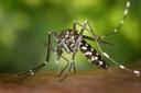 Photo of a tiger mosquito (Aedes albopictus)