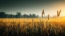 Ukraine field