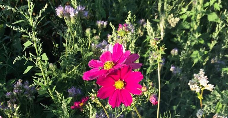 Blumenwiese für Bienen am Dortmund Airport