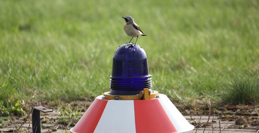 Ein Steinschmätzer sitzt auf der Startbahnbeleuchtung am Dortmund Airport.