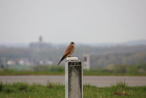 Ein Turmfalke auf
  dem Gelände des Dortmund Airport

 





