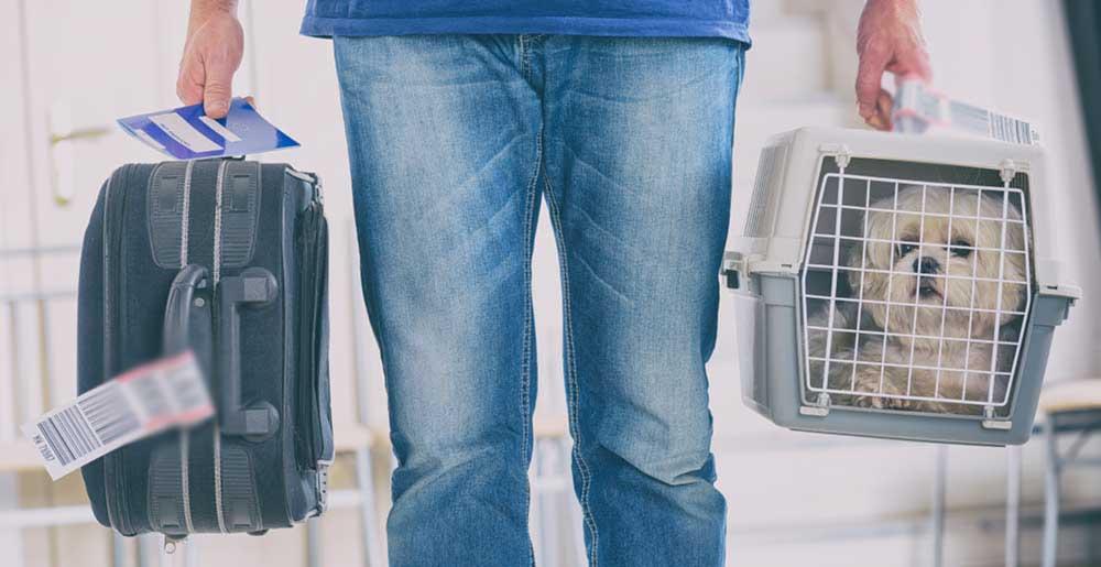 Hund in einer geeigneten Transportbox für einen Flug ab Dortmund Airport