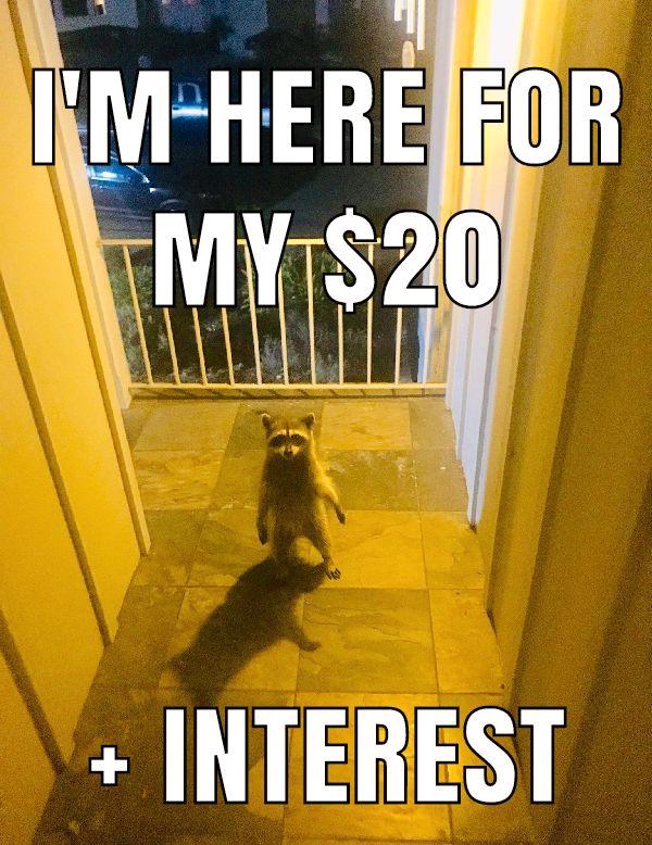 Racoon Meme