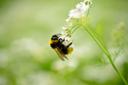 Our path to biodiversity in Bayreuth - three approaches, one goal!