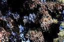 Ab November jeden Jahres färben die Monarch-Falter in dichten Trauben ganze Bäume schwarz-orange ein. Millionen Tiere schützen sich gegenseitig durch schlichte Verklum¬pung vor niedrigen Temperaturen und Wind (2021/22 sind es schätzungsweise gut 100 Millionen). Trotz einer Spannweite von nicht einmal 10 cm und feder¬leichtem Gewicht lässt ihre schiere Anzahl hin und wieder die Äste verbiegen. 