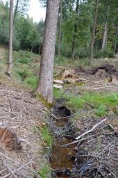 Forum Zukunftswald 5