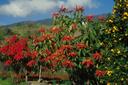 Weihnachtsstern auf La Palma, Kanarische Inseln, wo er als Strauch wächst.