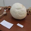 Foto eines kopfgroßen Riesenbovisten bei den Bayreuther Pilztagen an der Uni Bayreuth