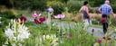 Wildblumenwiese im ÖBG
