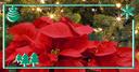 Weihnachtsstern