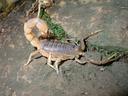 Skorpion der Spezies Parabuthus pallidus. Foto: Claudia Hemp.