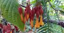 Foto der Blüten einer Goldfuchsie (Deppea splendens) im ÖBG der Uni Bayreuth