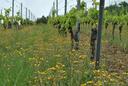 Weinreben mit Grünstreifen dazwischen