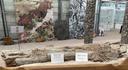 Fossiler Baumstamm an der Uni Bayreuth