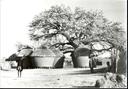 Alter Akazienbaum (gao in Hausa), an dem die Mission Voulet-Chanoine im Jahr 1899 27 Einwohner von Tibiri aufhängte (Tibiri 1968)