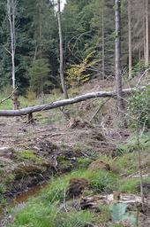 Forum Zukunftswald 4