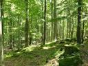 Intakter Wald in Deutschland