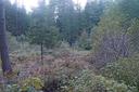 Forum Zukunftswald 6
