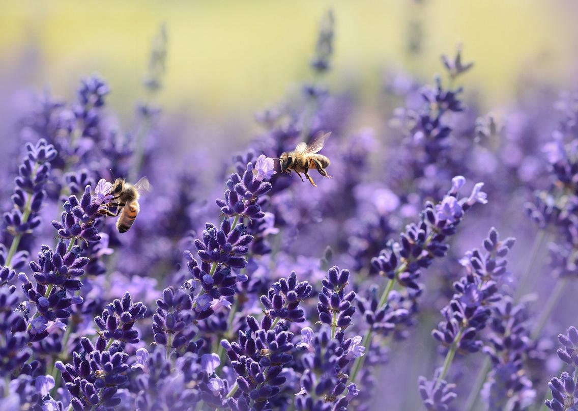 Lavendel mit Bienen