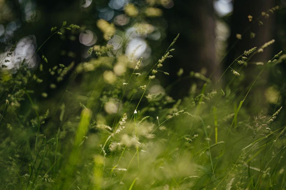 Gräser im Wald