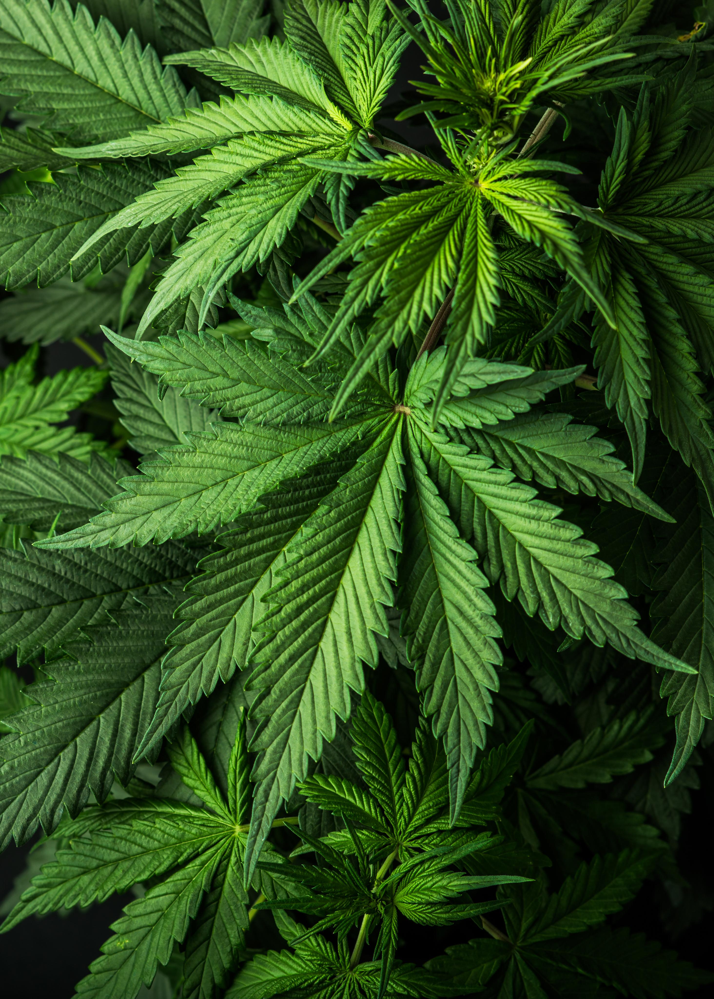 Extraktion von CBD aus Cannabis