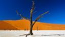 Ein großer, toter Baum mit kahlen Ästen steht auf weißer, rissiger Erde. Dahinter erhebt sich eine riesige, orangefarbene Sanddüne. Der Himmel darüber ist tiefblau und wolkenfrei.