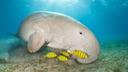 Dugong schwimmt über Seegrasboden im klaren Wasser, umgeben von gelb-schwarz gestreiften Fischen.