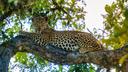 Ein Leopard liegt entspannt auf einem dicken Baumast und blickt aufmerksam in die Kamera. Grüne Blätter und helles Sonnenlicht umgeben ihn.