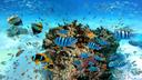 Unterwasserwelt | Bunte Fische um Koralle