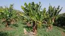 Bananenplantage auf Gran Canaria mit Bananen Stauden, blauem Himmel und grünem Gras.
