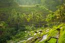 Üppiges, grünes Reisterrassenfeld mit mehreren Ebenen, das mit Wasser gefüllt ist und von dichter Vegetation sowie zahlreichen Palmen umgeben wird. Die tropische Landschaft wirkt durch den nebligen Hintergrund feucht und atmosphärisch.