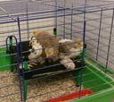 Kükenprojekt Zernsdorfer Rübchen - herangewachsene Hühnchen der Rasse Zwerg Cochin
