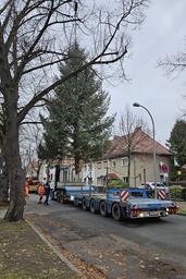 Der künftige Weihnachtsbaum wird auf das Spezialfahrzeug geladen.