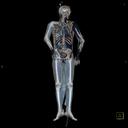 Whole Body
